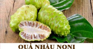 quả nhàu. qua nhau noni