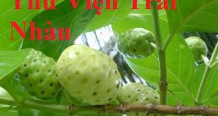 ảnh thật cây nhàu- thư viện trái nhàu